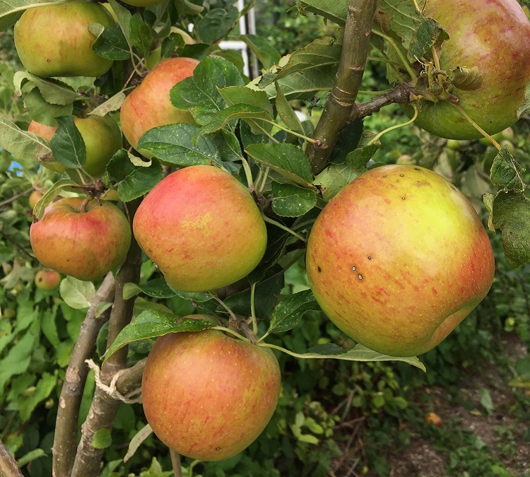 Apple Harvest photo(c)RogerDean