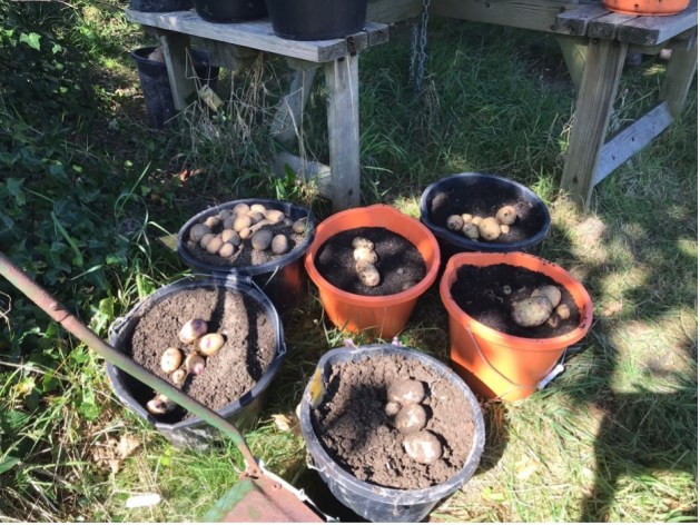 Spud-in-a-bucket weigh-in 2024